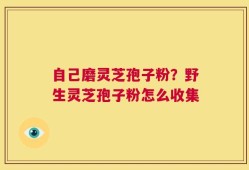 自己磨灵芝孢子粉？野生灵芝孢子粉怎么收集