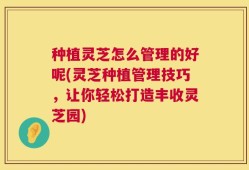 种植灵芝怎么管理的好呢(灵芝种植管理技巧，让你轻松打造丰收灵芝园)