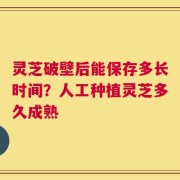 灵芝破壁后能保存多长时间？人工种植灵芝多久成熟