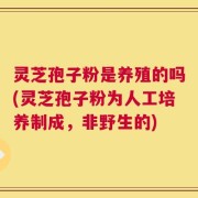 灵芝孢子粉是养殖的吗(灵芝孢子粉为人工培养制成，非野生的)