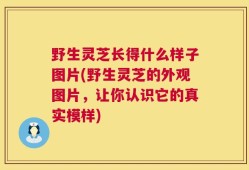 野生灵芝长得什么样子图片(野生灵芝的外观图片，让你认识它的真实模样)