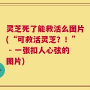 灵芝死了能救活么图片(“可救活灵芝？！” - 一张扣人心弦的图片)