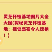 灵芝怀植基地图片大全大图(探秘灵芝怀植基地：视觉盛宴令人惊艳！)