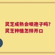 灵芝成熟会喷孢子吗？灵芝种植怎样开口
