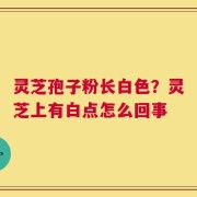 灵芝孢子粉长白色？灵芝上有白点怎么回事