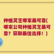 种植灵芝哪家最可靠(哪家公司种植灵芝最可靠？获取最佳选择！)
