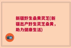 新疆野生桑黄灵芝(新疆出产野生灵芝桑黄，助力健康生活)