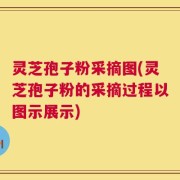 灵芝孢子粉采摘图(灵芝孢子粉的采摘过程以图示展示)