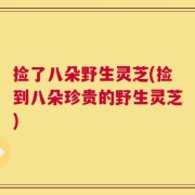 捡了八朵野生灵芝(捡到八朵珍贵的野生灵芝)
