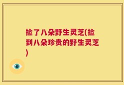 捡了八朵野生灵芝(捡到八朵珍贵的野生灵芝)