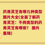 药用灵芝有哪几种类型图片大全(全面了解药用灵芝：不同类型的药用灵芝有哪些？ 图片集锦)