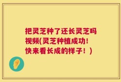 把灵芝种了还长灵芝吗视频(灵芝种植成功！快来看长成的样子！)
