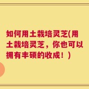 如何用土栽培灵芝(用土栽培灵芝，你也可以拥有丰硕的收成！)