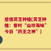 感悟灵芝种植(灵芝种植：昔时“山珍海味”今日“药王之神”)