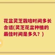 花盆灵芝栽培时间多长合适(灵芝花盆种植的最佳时间是多久？)