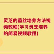 灵芝的菌丝培养方法视频教程(学习灵芝培养的简易视频教程)