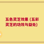 五色灵芝效果 (五彩灵芝的功效与益处)