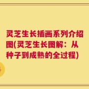 灵芝生长插画系列介绍图(灵芝生长图解：从种子到成熟的全过程)