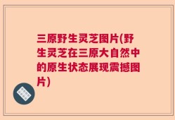 三原野生灵芝图片(野生灵芝在三原大自然中的原生状态展现震撼图片)