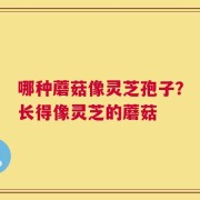 哪种蘑菇像灵芝孢子？长得像灵芝的蘑菇