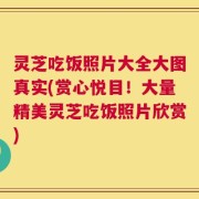 灵芝吃饭照片大全大图真实(赏心悦目！大量精美灵芝吃饭照片欣赏)