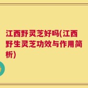 江西野灵芝好吗(江西野生灵芝功效与作用简析)