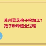 苏州灵芝孢子粉加工？孢子粉种植全过程