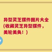 异型灵芝摆件图片大全(收藏灵芝异型摆件，美轮美奂！)