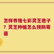 怎样养殖七彩灵芝孢子？灵芝种植怎么预防霉菌
