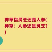 神草指灵芝还是人参(神草：人参还是灵芝？)