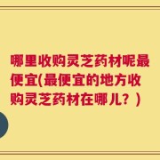 哪里收购灵芝药材呢最便宜(最便宜的地方收购灵芝药材在哪儿？)