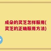 成朵的灵芝怎样服用(灵芝的正确服用方法)