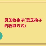 灵芝收孢子(灵芝孢子的收取方式)