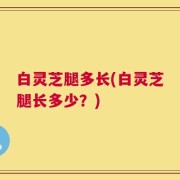 白灵芝腿多长(白灵芝腿长多少？)