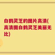 白鹤灵芝的图片高清(高清图白鹤灵芝美丽无比)