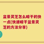 盆景灵芝怎么晾干的快一点(快速晾干盆景灵芝的方法分享)