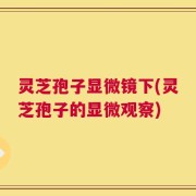 灵芝孢子显微镜下(灵芝孢子的显微观察)