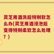 灵芝用酒洗后特别软怎么办(灵芝用酒浸泡后变得特别柔软怎么处理？)