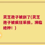 灵芝孢子被刮了(灵芝孢子被疯狂采摘，濒临绝种！)