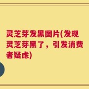 灵芝芽发黑图片(发现灵芝芽黑了，引发消费者疑虑)