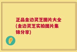 正品金边灵芝图片大全(金边灵芝实拍图片集锦分享)