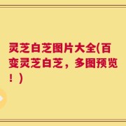 灵芝白芝图片大全(百变灵芝白芝，多图预览！)