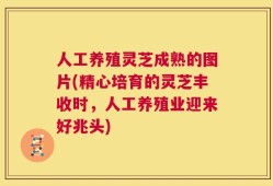 人工养殖灵芝成熟的图片(精心培育的灵芝丰收时，人工养殖业迎来好兆头)