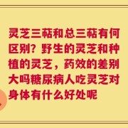 灵芝三萜和总三萜有何区别？野生的灵芝和种植的灵芝，药效的差别大吗糖尿病人吃灵芝对身体有什么好处呢