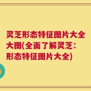 灵芝形态特征图片大全大图(全面了解灵芝：形态特征图片大全)