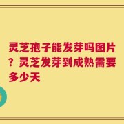 灵芝孢子能发芽吗图片？灵芝发芽到成熟需要多少天