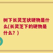 树下长灵芝状硬物是什么(长灵芝下的硬物是什么？)