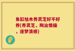 鱼缸枯木养灵芝好不好养(养灵芝，陶冶情操，逐梦清修)