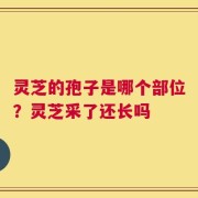 灵芝的孢子是哪个部位？灵芝采了还长吗