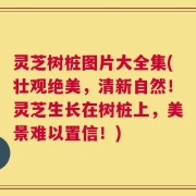 灵芝树桩图片大全集(壮观绝美，清新自然！灵芝生长在树桩上，美景难以置信！)